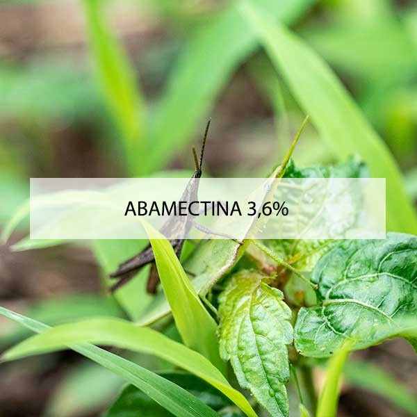 abamectina-3-6