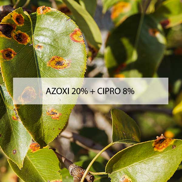 azoxi-20-+-cipro-8