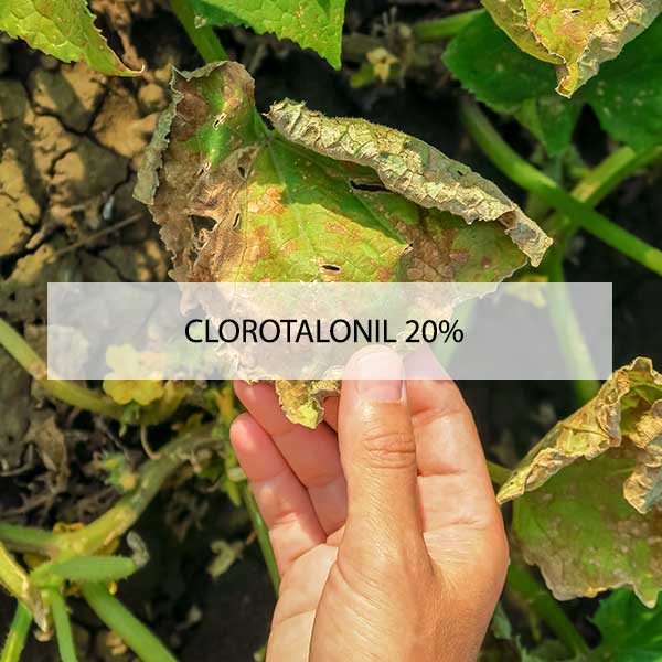 clorotalonil-20